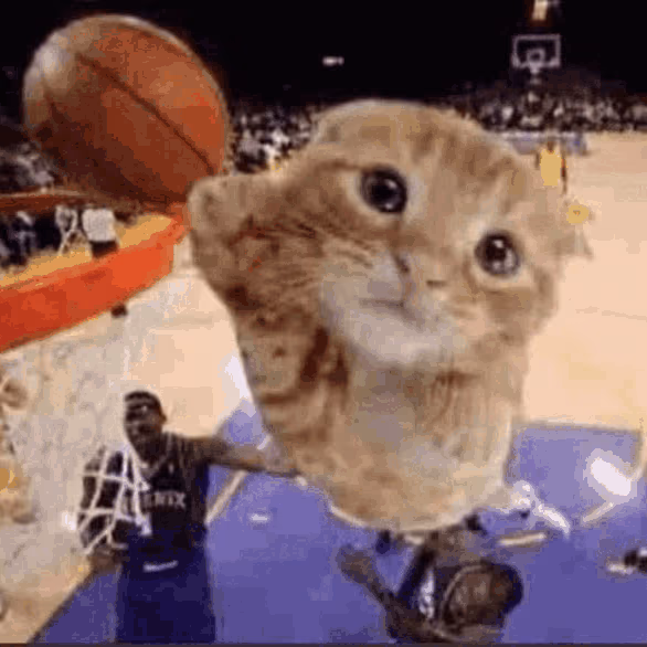 Basketball_cat emote