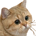 StareCat static emote