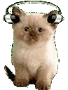 meowJAM emote