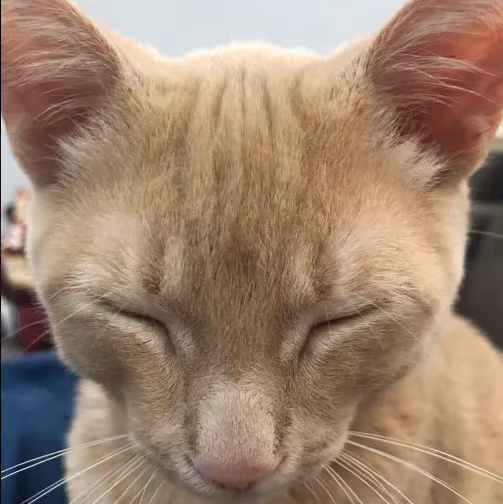 EepyCat emote