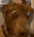 HUUH emote