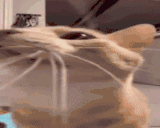 ppPoof animated emote