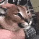 petthefloppa emoji