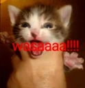 wasaaaa emote