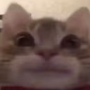 CE_DidNotLaf emote
