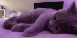 Relax emote
