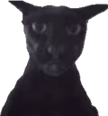 Larry emote