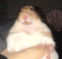 Ugly_hamster emote