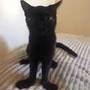 CatLookingSussyAndBigFeet emote