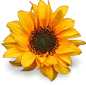 flower_yellow emote