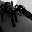 spidercrawl emote