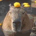 CapybaraStare emote
