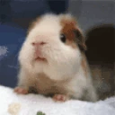GuineaPigChew emote