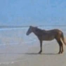 horsemen emote