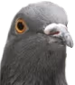 Pigeon emote