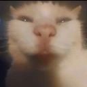 iamfr emote