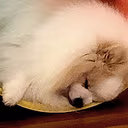 pomsleep emote