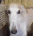 DogNose emote