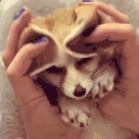 fennecKy emote