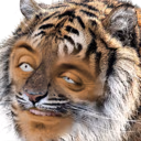 Tigersen emote