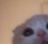 catpeek emote