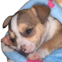 dogcri emote