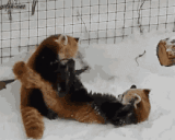 redpandaPACH animated emote