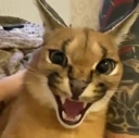 angyfloppa emoji