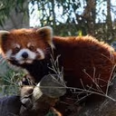 redpanda_angry_stare emote