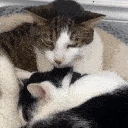 cats emote