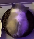 wiwiwi emote