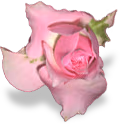 flower_pink_rose emote