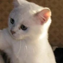 Slap_cat emote
