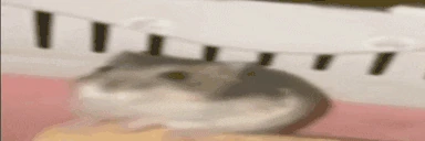 JUmster emote