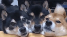 FRENS emote