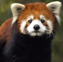 redpanda_sad emote