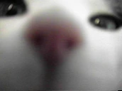 bwo emote
