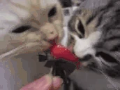 Strawberry emote