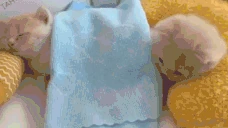 Bedge emote