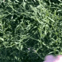 TOUCHGRASS emoji