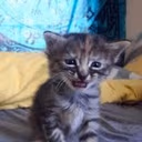 CE_SadCat1 emote