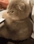angrycat emote