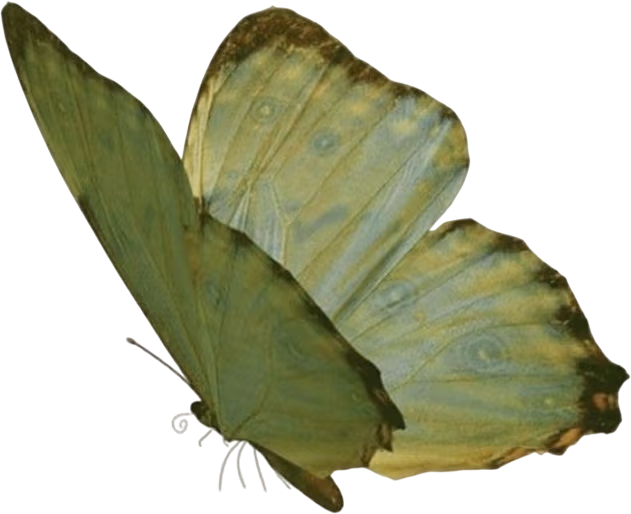green_butterfly emote