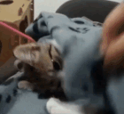 letmesleep animated emote