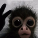 pce emote