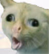 strangecat emote