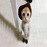 SwordCat emote