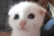 wot emote