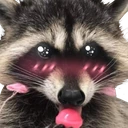 raccoon emote