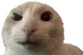 AYOOOOO emote